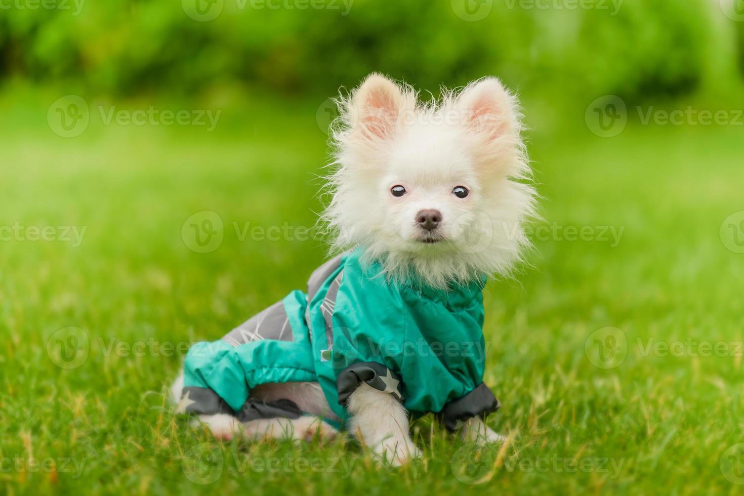 Pomeranian puppy with clothes. Dog in a green raincoat. White Spitz puppy in clothes on the grass. photo