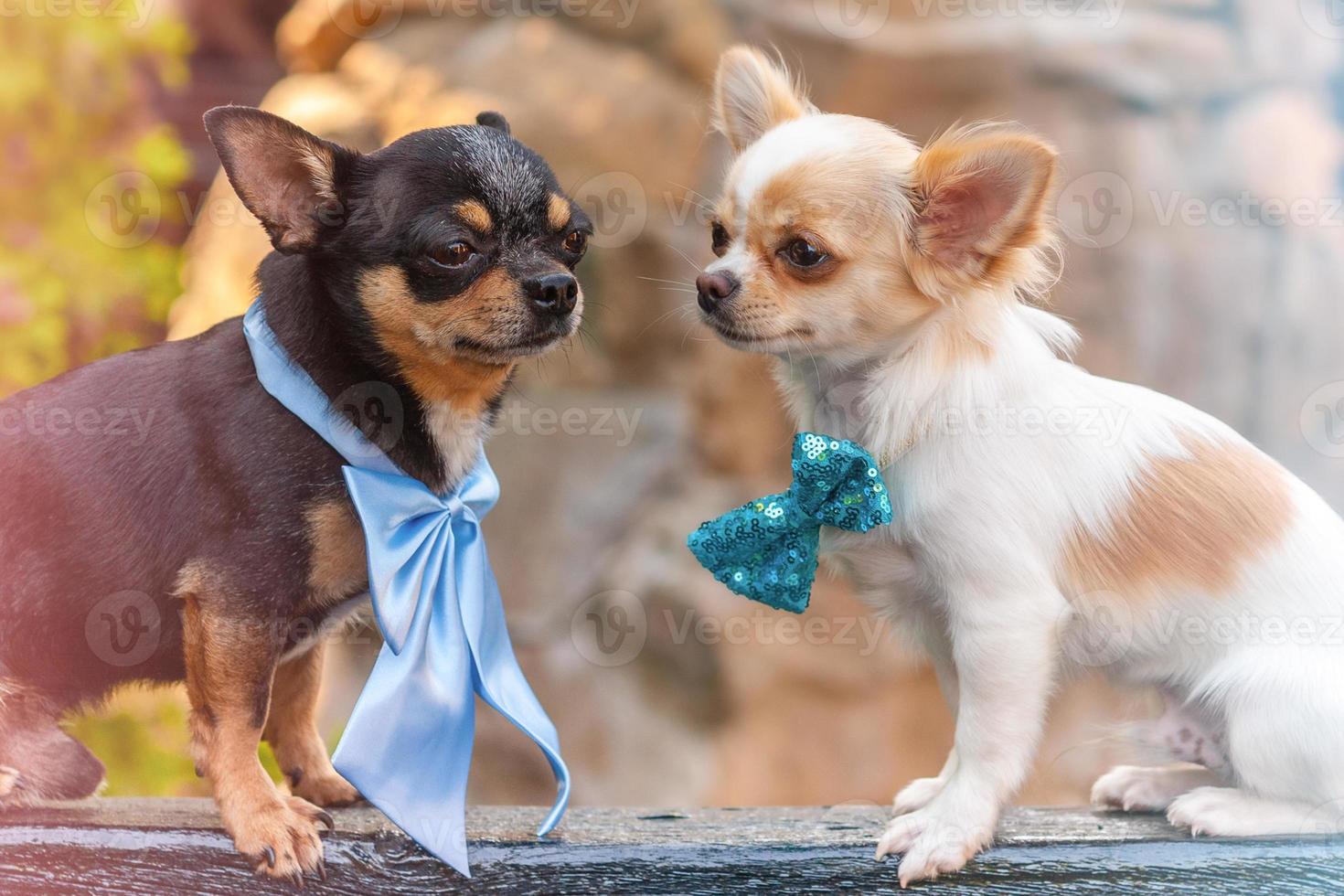 two Chihuahua dog. Two dogs are photographed in profile white and black. photo