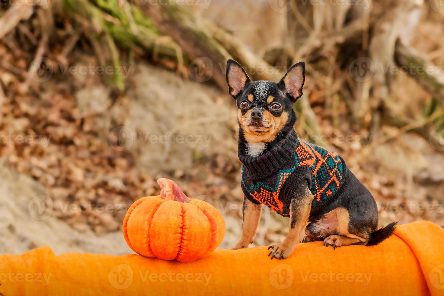 concepto de halloween y chihuahuas. Retrato de lindo perro chihuahua de pelo corto con calabaza de halloween. foto