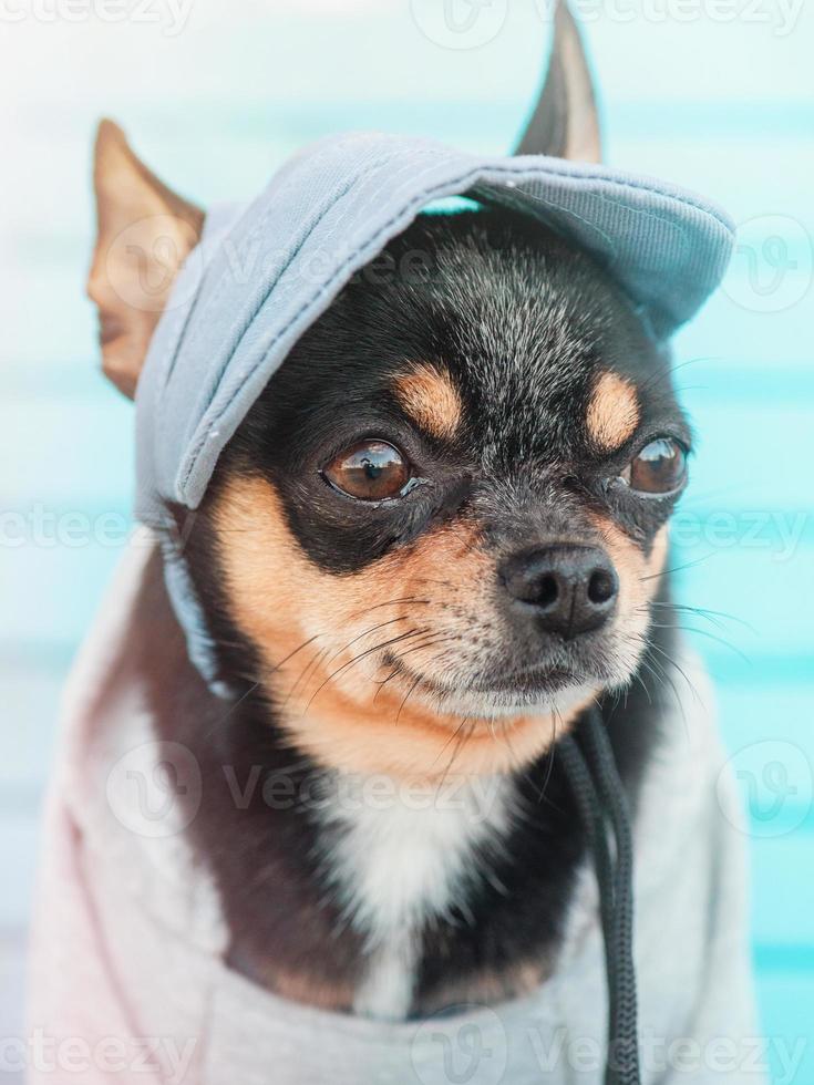 funny little dog. Chihuahua dog portrait. A dog in a baseball cap and a hoodie. photo