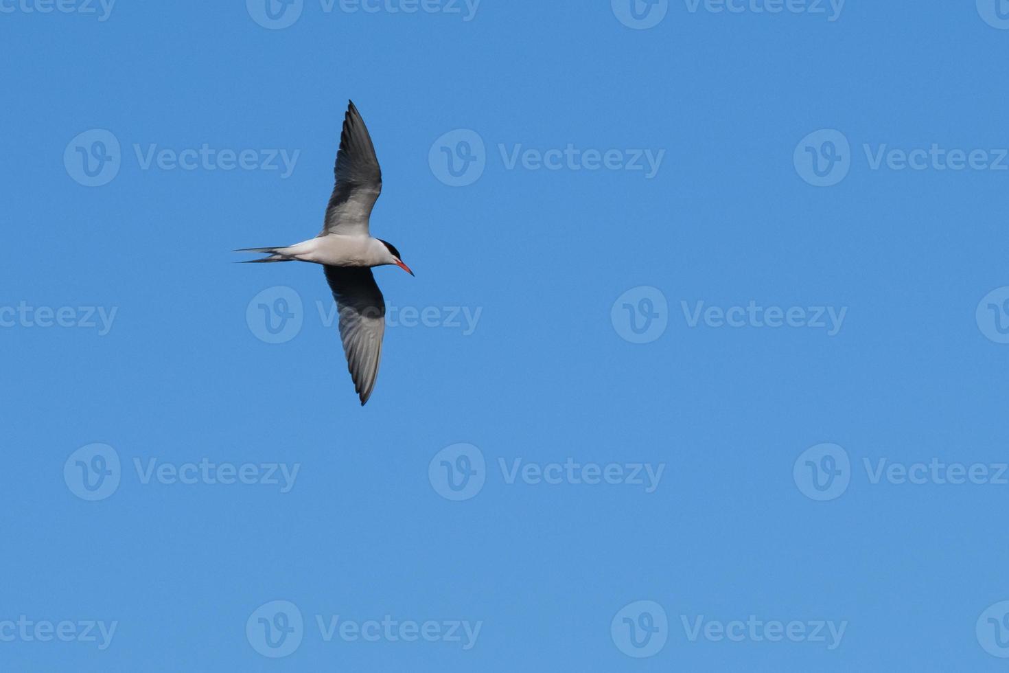 El charrán común Sterna hirundo río Lagar Belfast, Irlanda del Norte, reino unido foto