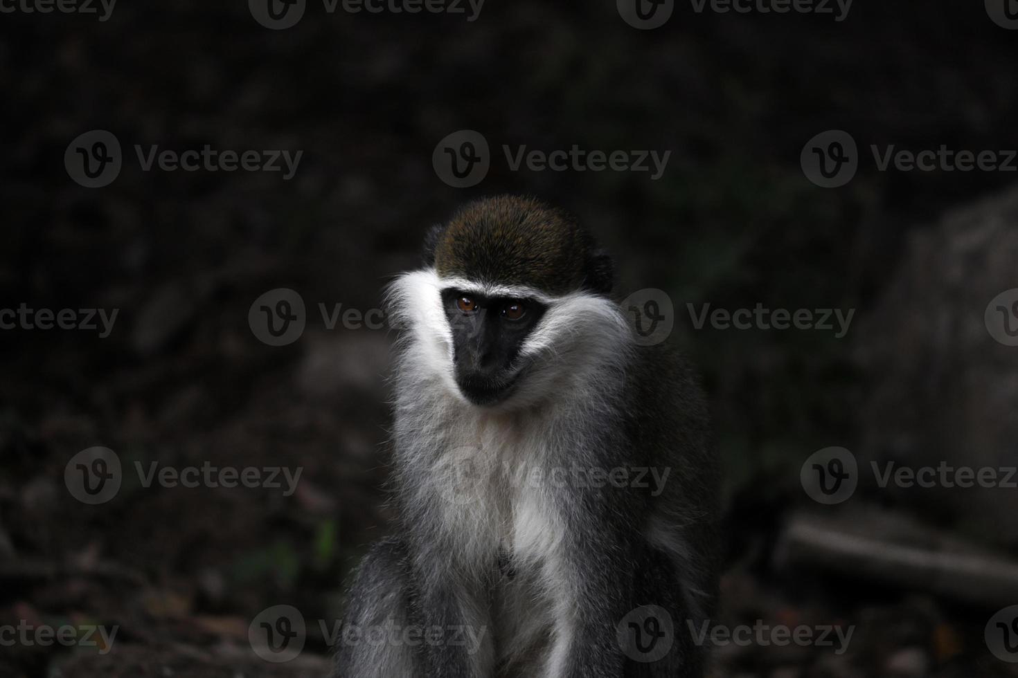 The Chilada Monkey photo