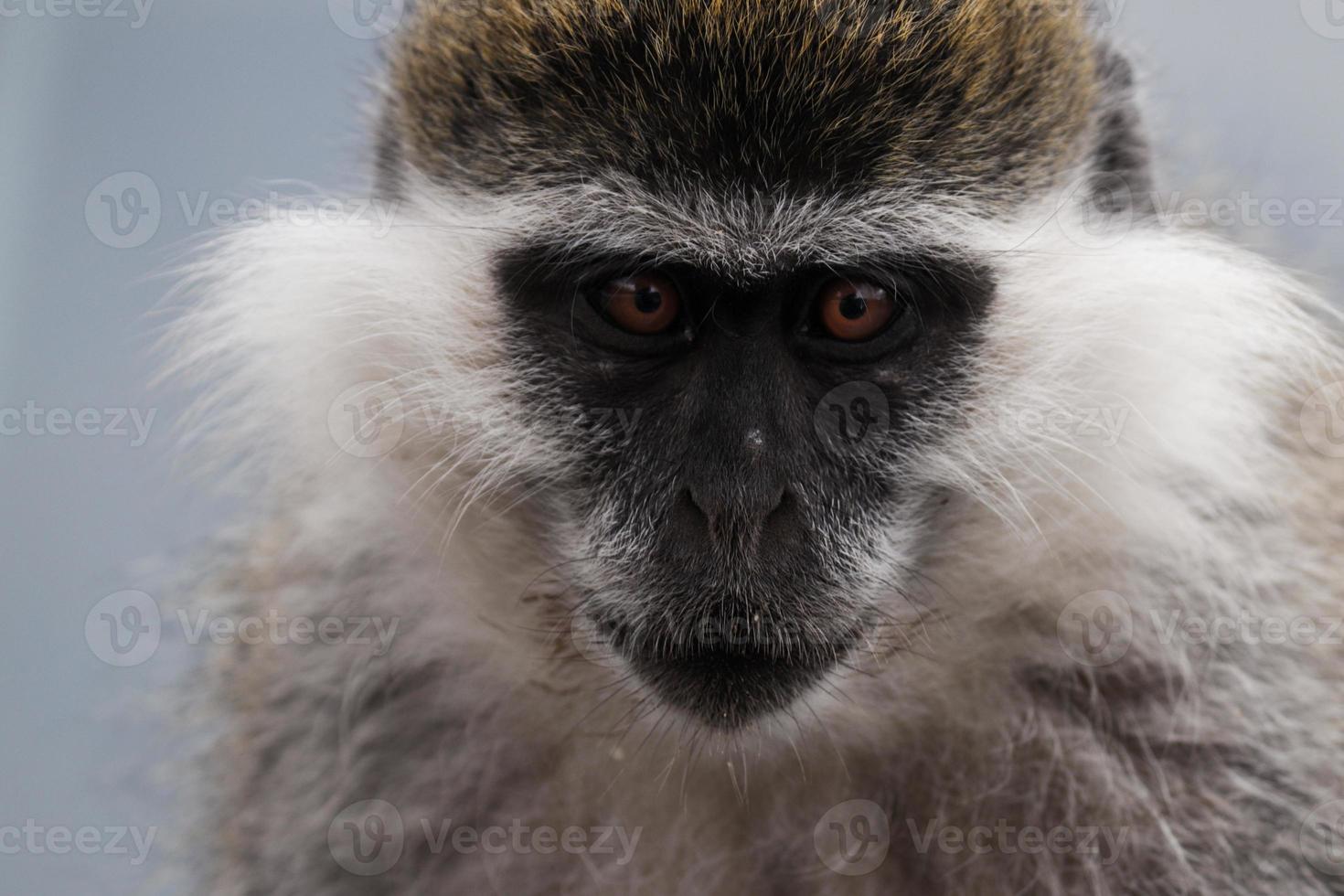 The Chilada Monkey photo