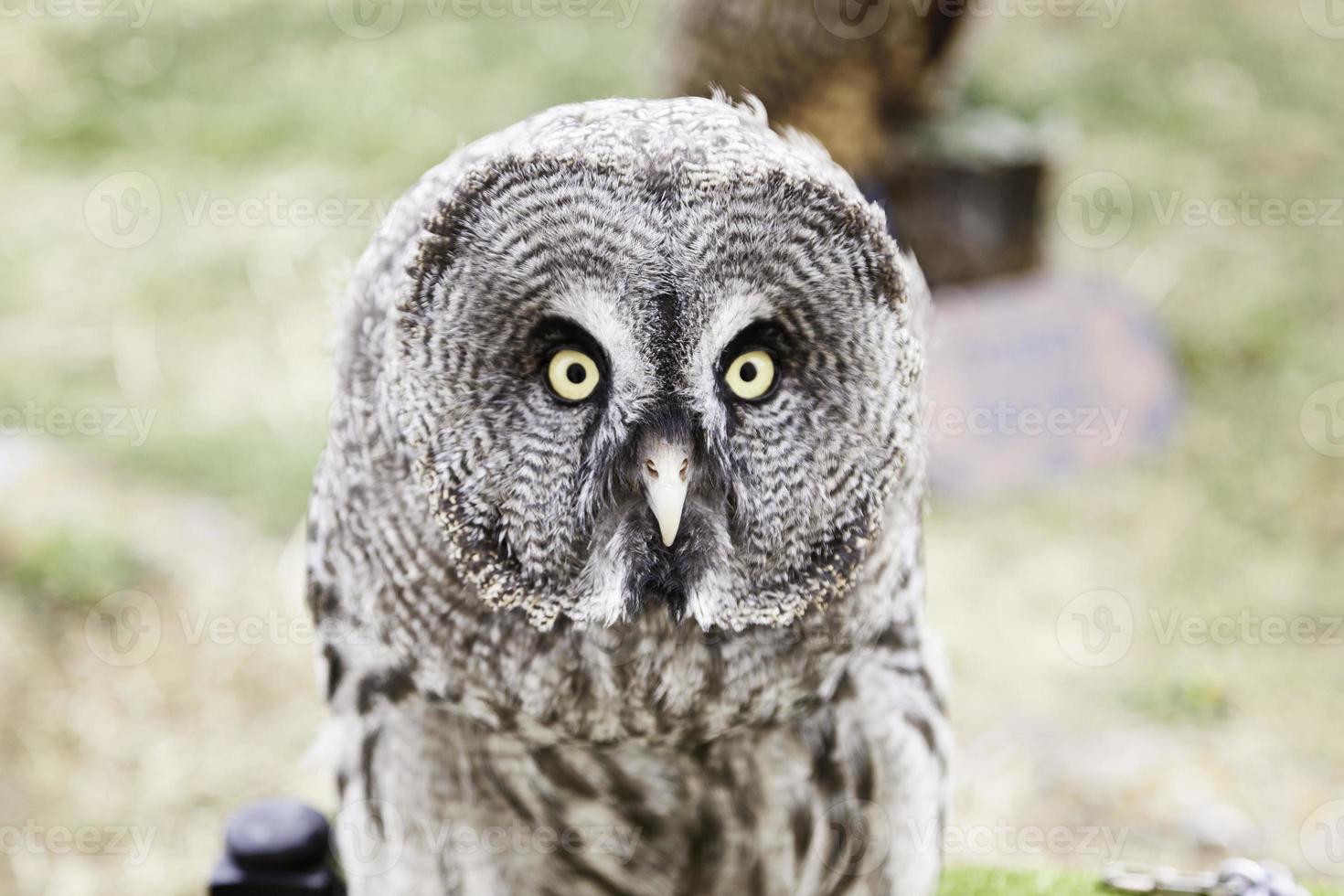 Wild owl bird photo