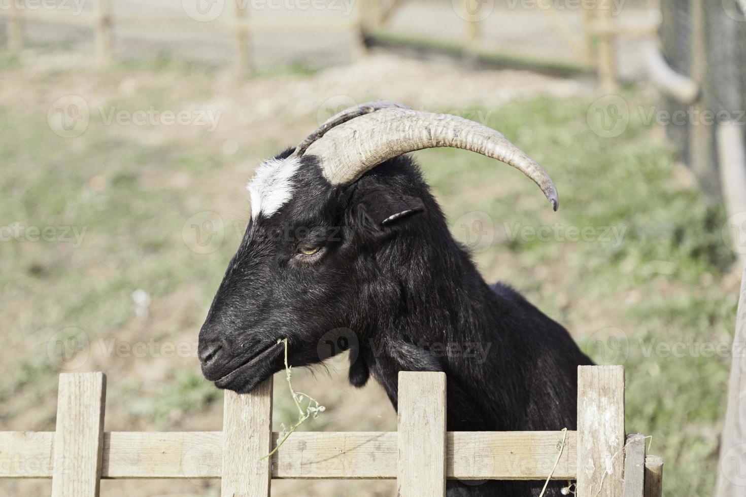 Wild goat with horns photo