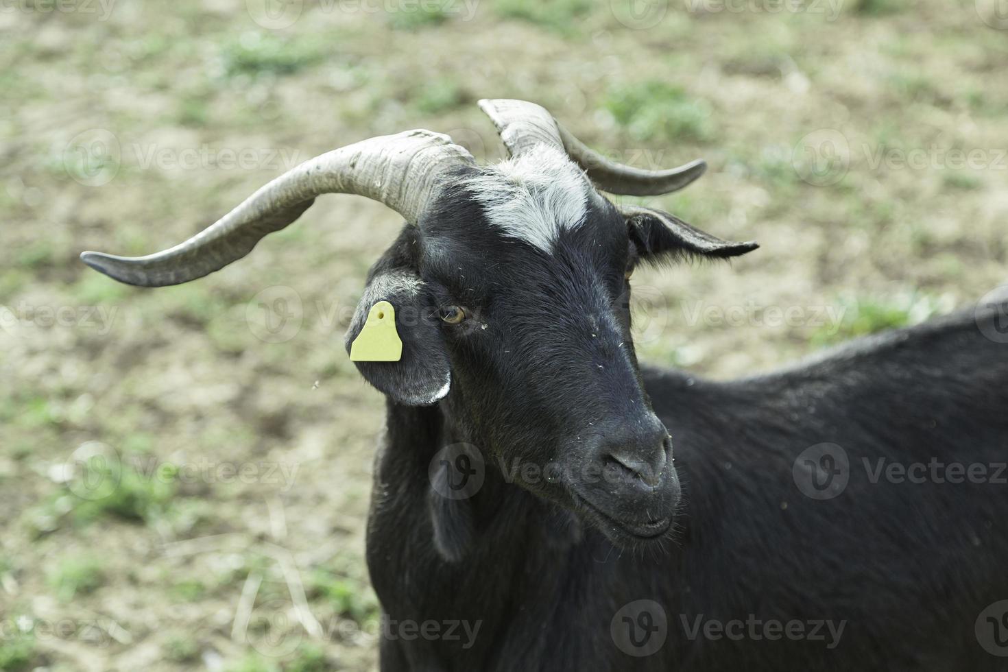 Wild goat with horns photo