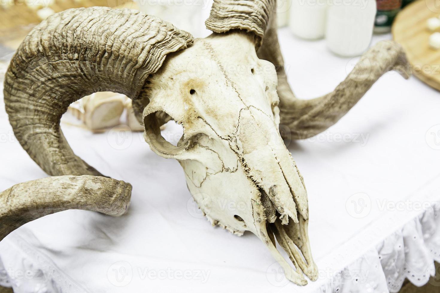 Goat skull with horns photo