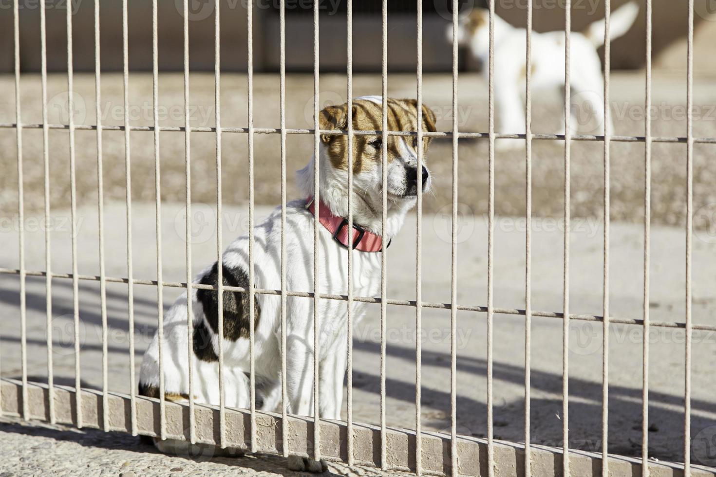 Abandoned dog and caged photo