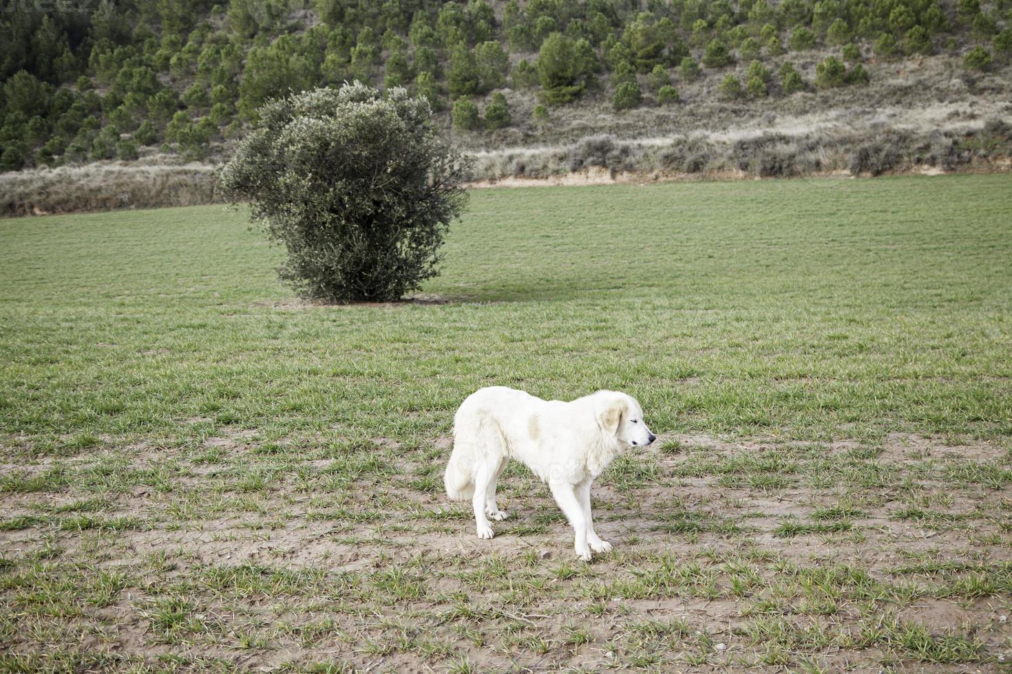Golden dog in the field photo