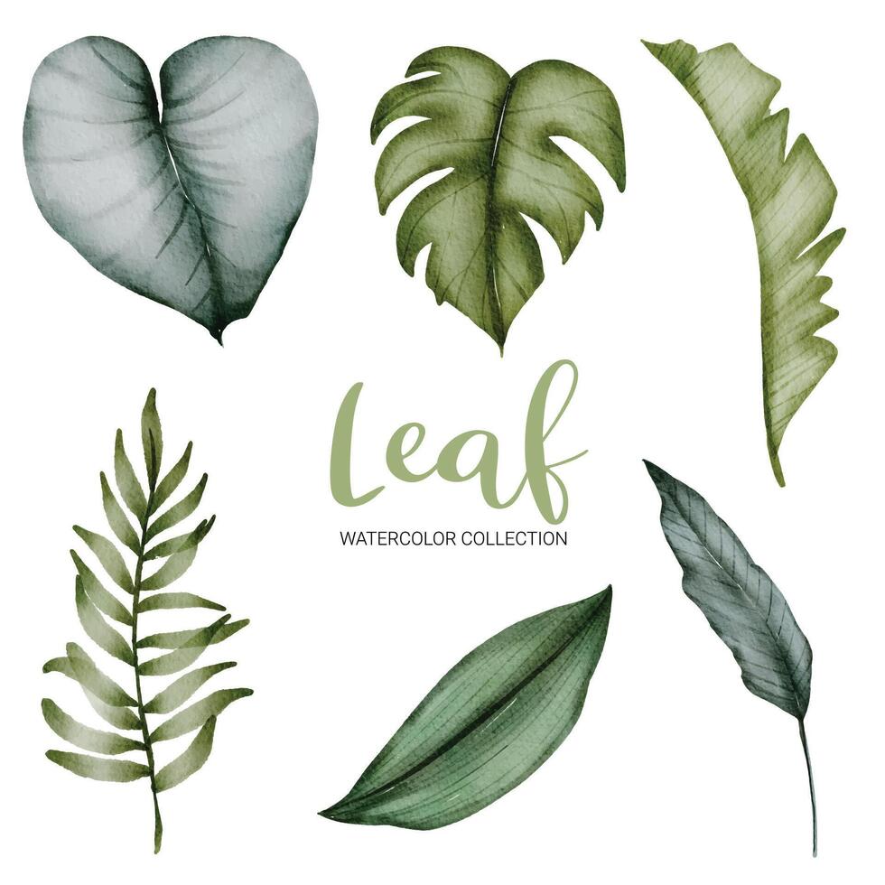 Many kinds of beautiful green leaf in water color style vector