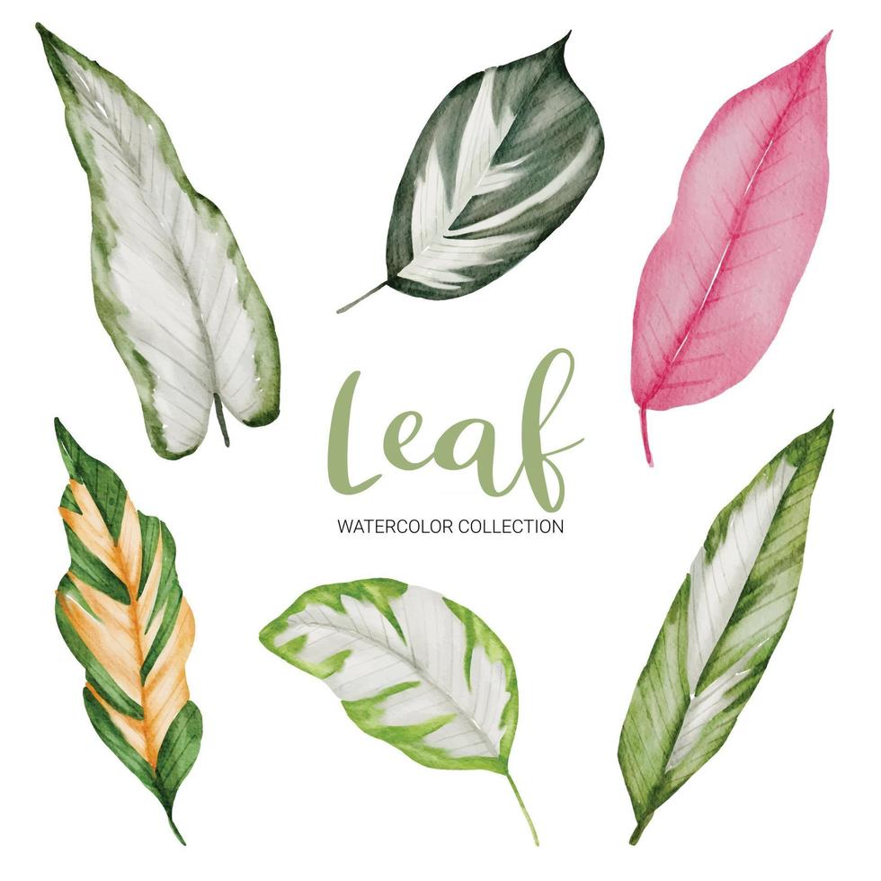 Many kinds of beautiful leaf in water color style vector