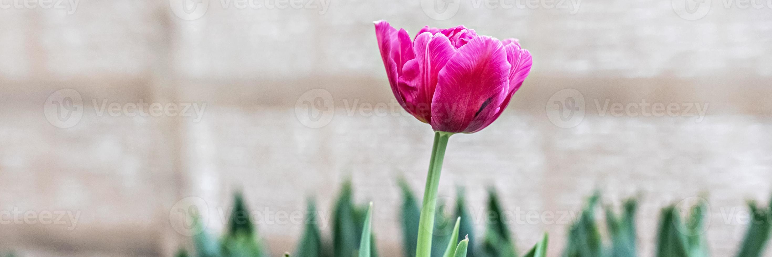 Pink tulip on a flower bed in the garden. Spring. Blooming.Banner photo