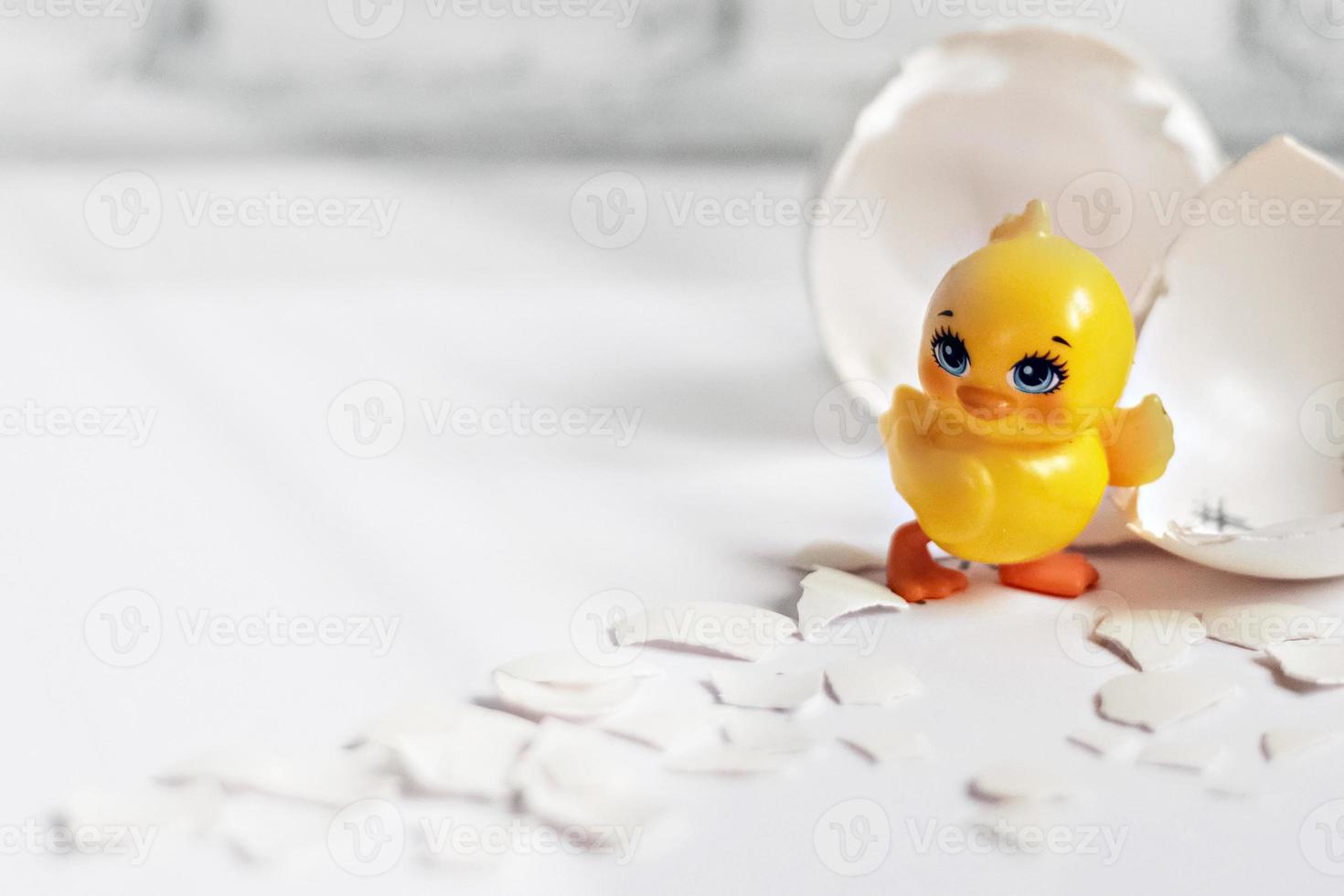 cáscara de huevo blanco de un huevo de gallina roto con fragmentos y un pollo eclosionado aislado. Pascua de Resurrección foto