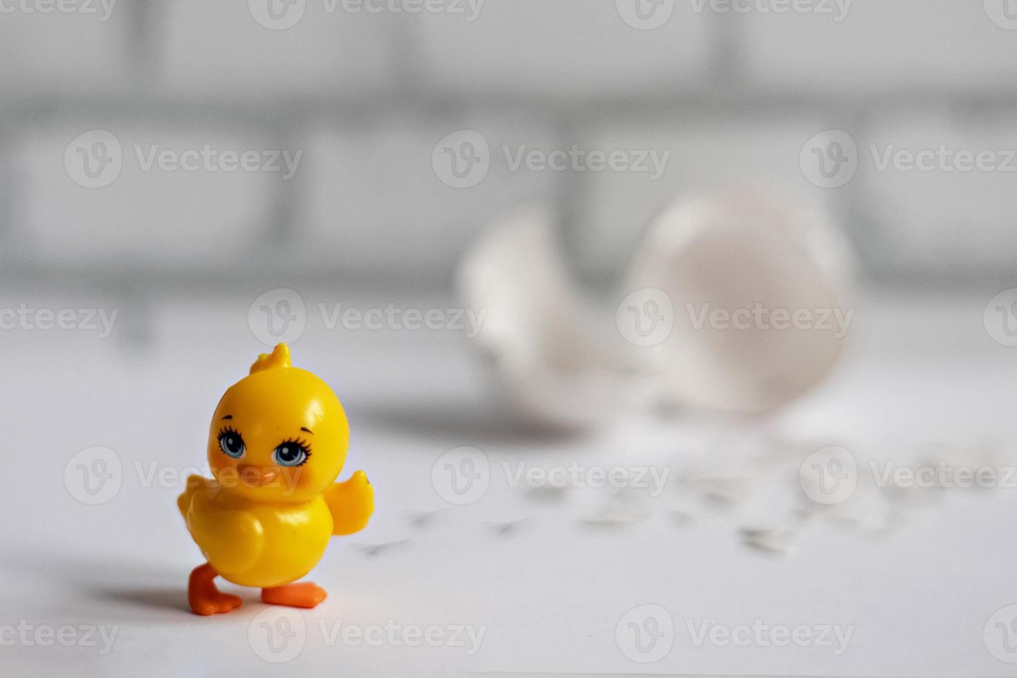 cáscara de huevo blanco de un huevo de gallina roto con fragmentos y un pollo eclosionado aislado. Pascua de Resurrección foto