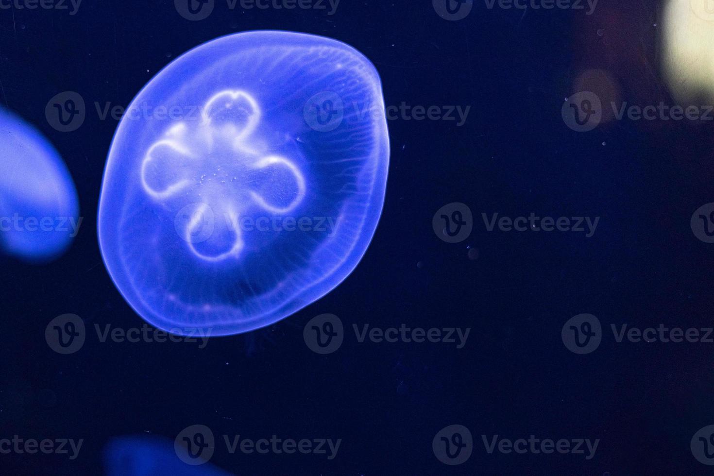 Fondo de hermosas medusas de neón azul. acuario foto