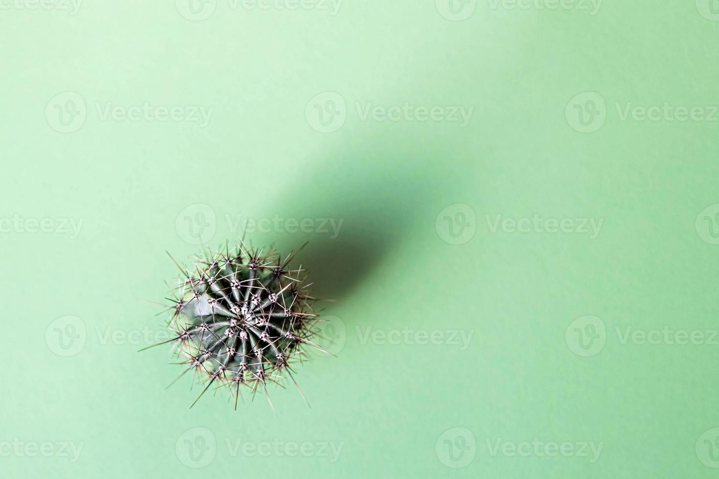 Background from a cactus on a green background. Plant texture with thorns photo