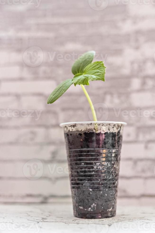 Vegetable sprout. Growing young cucumber seedlings in cups. Horticulture and harvest concept. photo