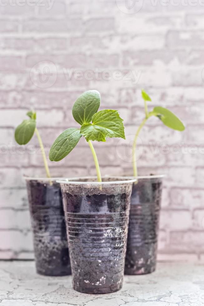 brotes de hortalizas. cultivo de plántulas de pepino jóvenes en tazas. concepto de horticultura y cosecha. foto