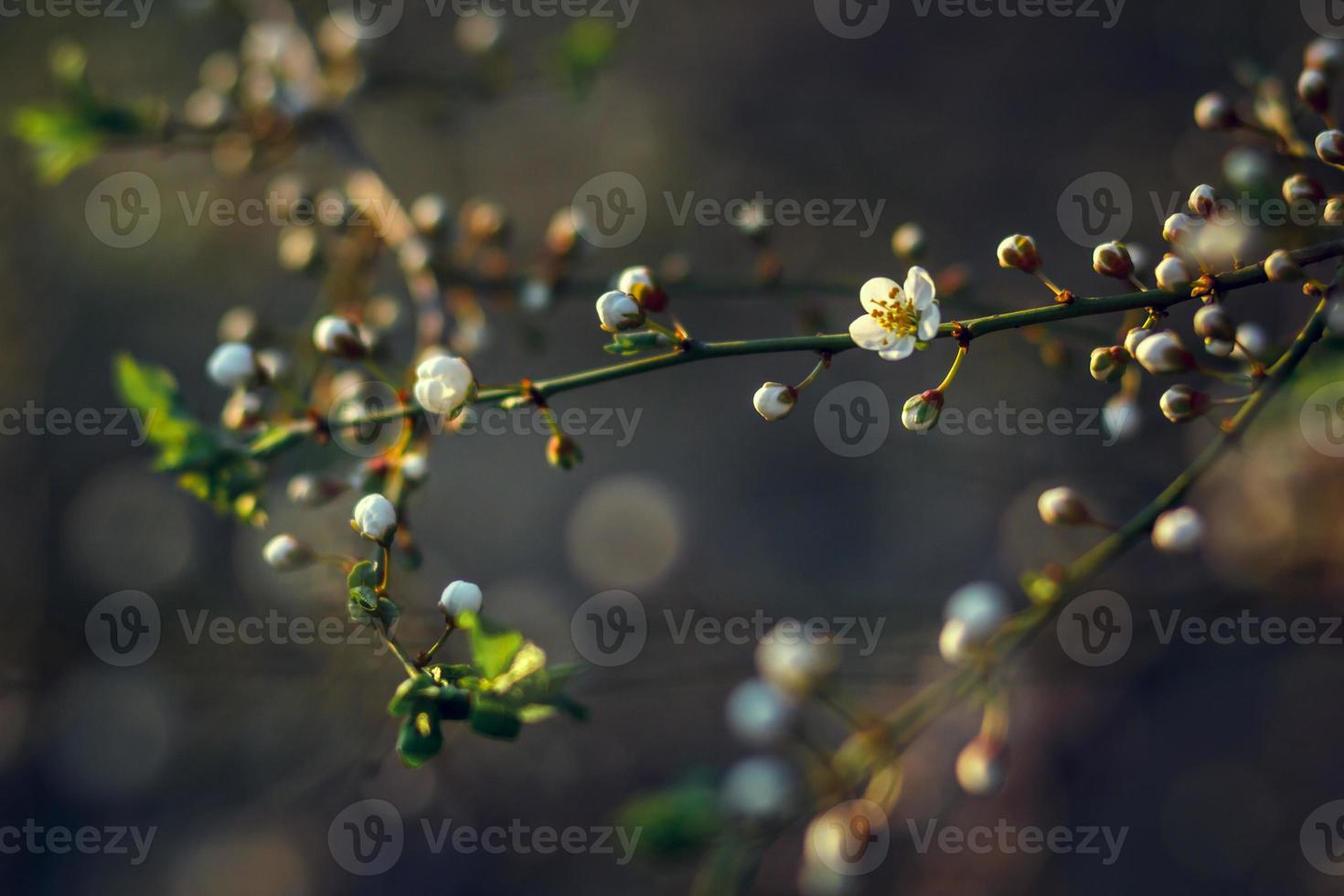 flor de cerezo en primavera para el fondo o copia espacio para el texto. enfoque suave foto