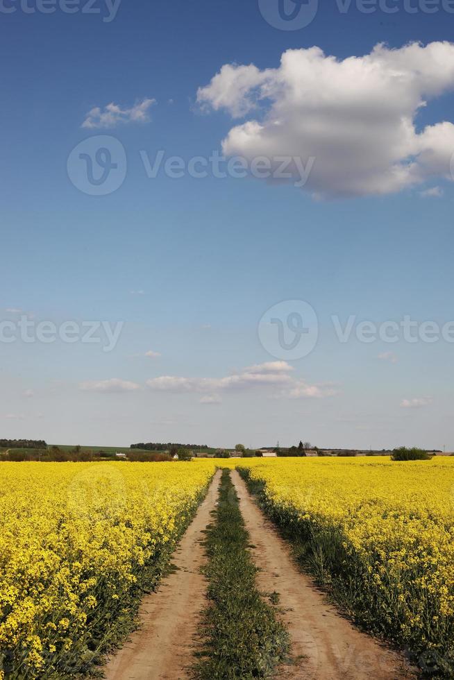 colza amarilla sobre un fondo de cielo. enfoque selectivo en el color. Campo de colza con colza madura, antecedentes agrícolas foto