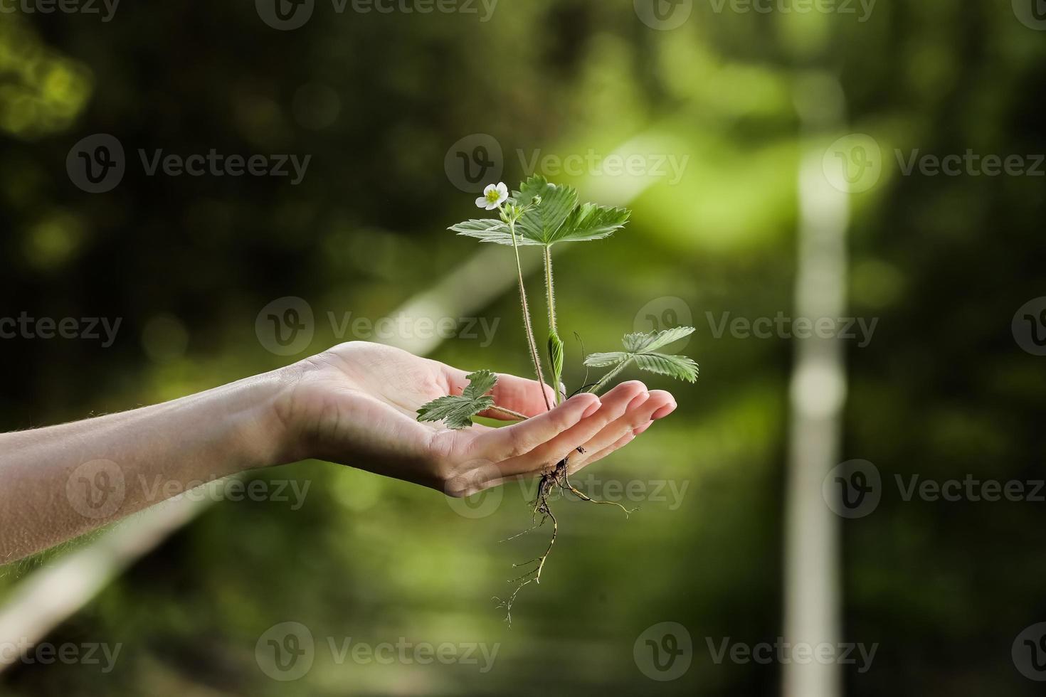 environment Earth Day In the hands of trees growing seedlings. Bokeh green Background Female hand holding tree on nature field grass Forest conservation concept. photo