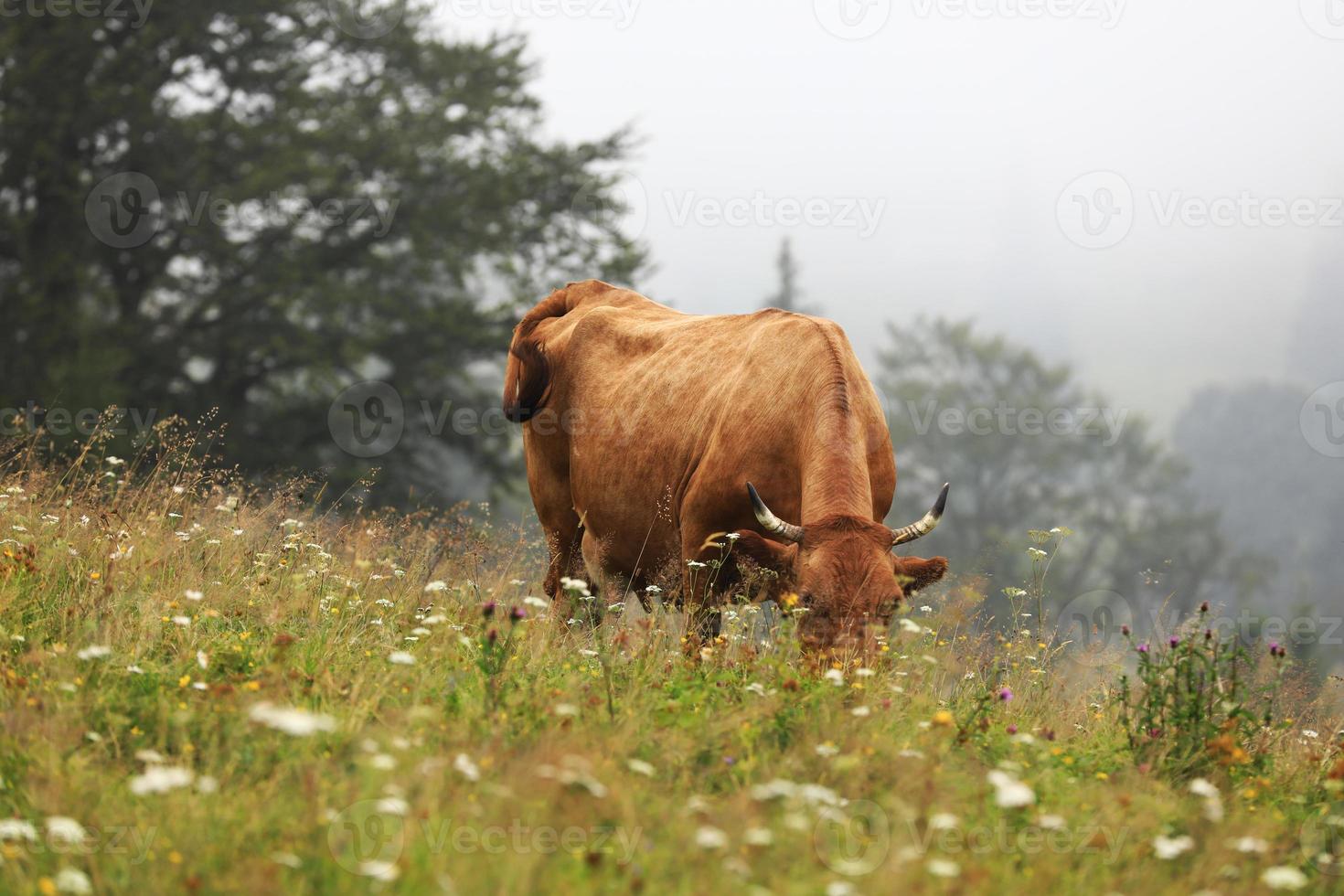 A red cow grazes in a summer meadow with mountains in the background. year of the bull. rural farm in the mountains. cattle grazing. photo