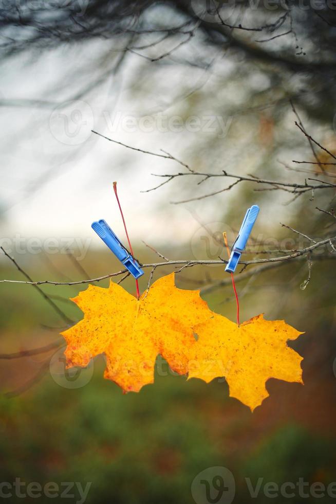 Hoja de arce otoñal amarilla y pinza azul para la ropa en la rama de un árbol con cielo y fondo de campo verde. imagen atmosférica de la temporada de otoño. hermoso fondo de otoño. concepto de tiempo de caída. enfoque selectivo. foto