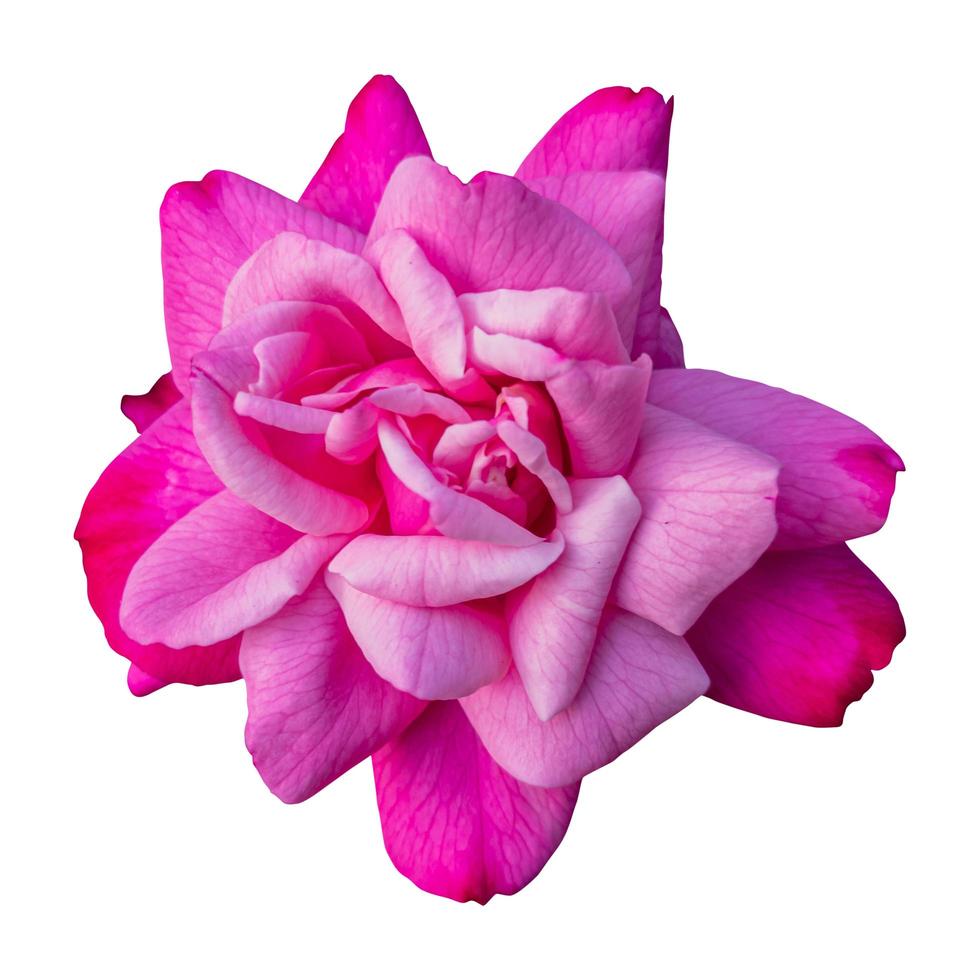 Close-up of a beautiful pink rose flower isolated on white background. photo