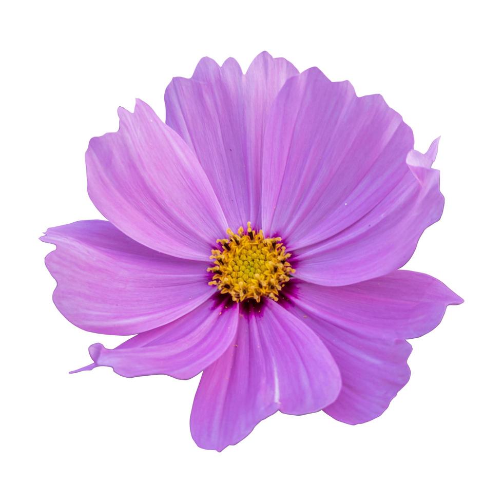 Close-up of a beautiful pink cosmos flower isolated on white background. photo