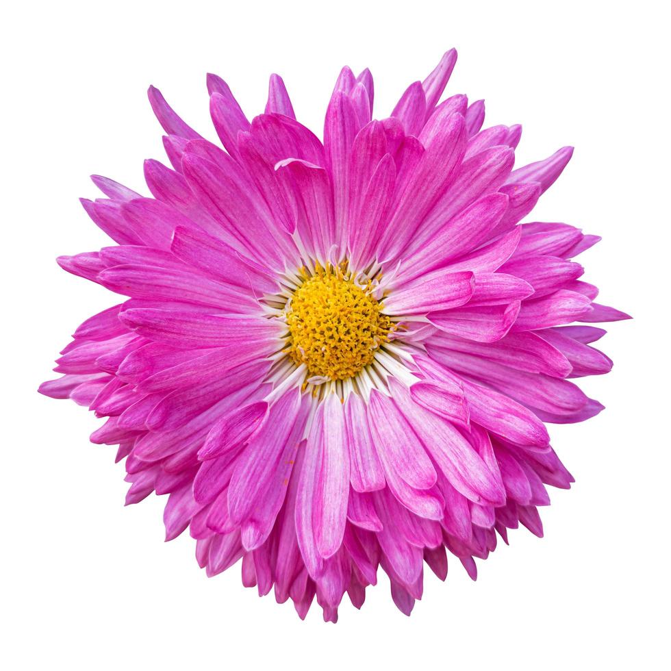 primer plano de una hermosa flor de crisantemo rosa aislada sobre fondo blanco. foto
