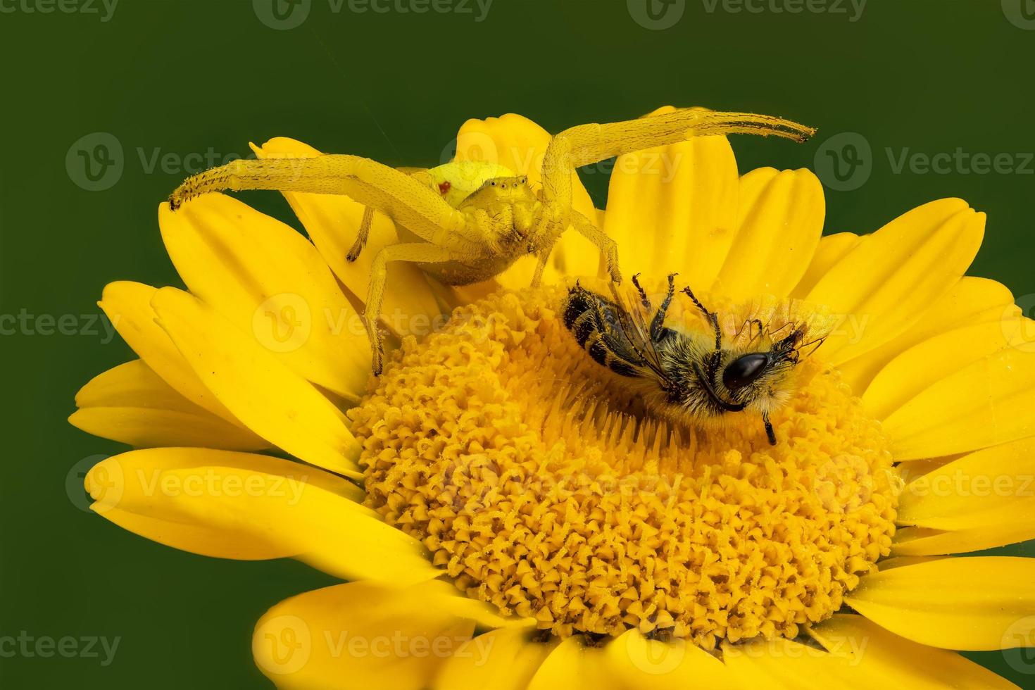 Flower crab spider with prey on aster photo