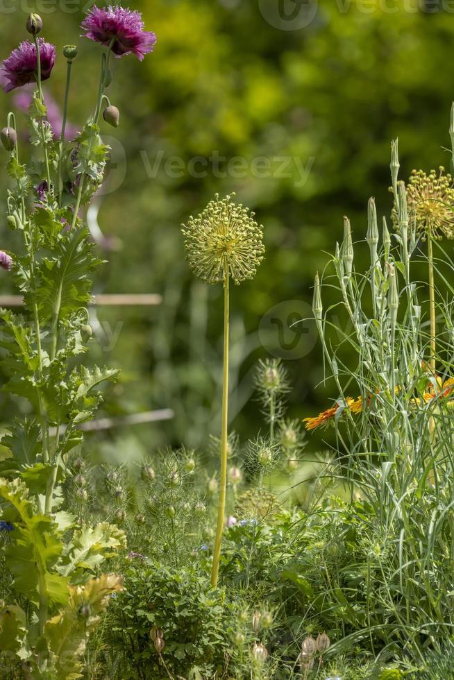 Onion blossom with a long stem between flowers against a green background photo