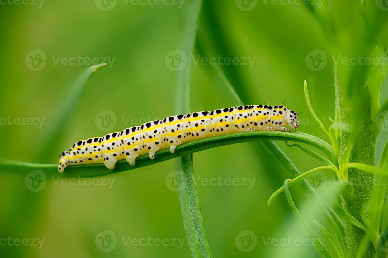 Side view of a caterpillar of the moth figure of eight diloba caeruleocephala photo