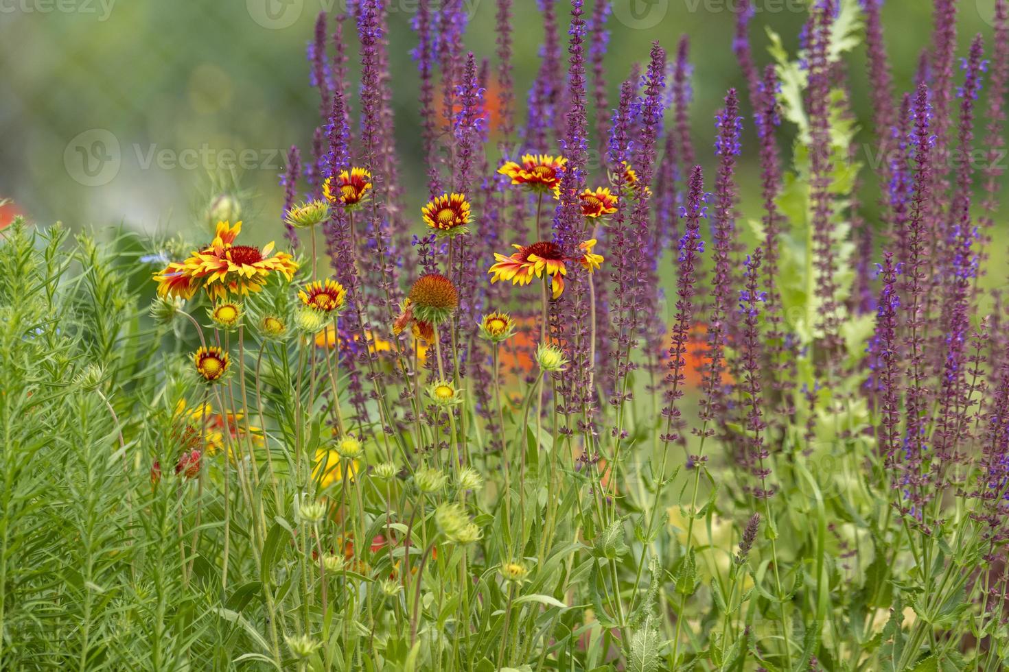 Flower meadow with yellow asters and blooming sage against a green background photo