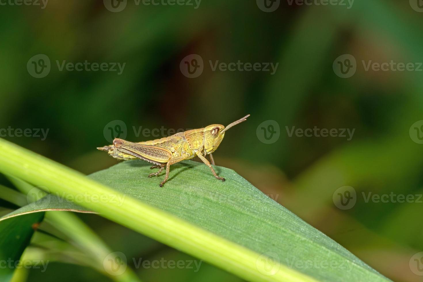 Colorful grasshopper sits on a leaf against a blurred background photo