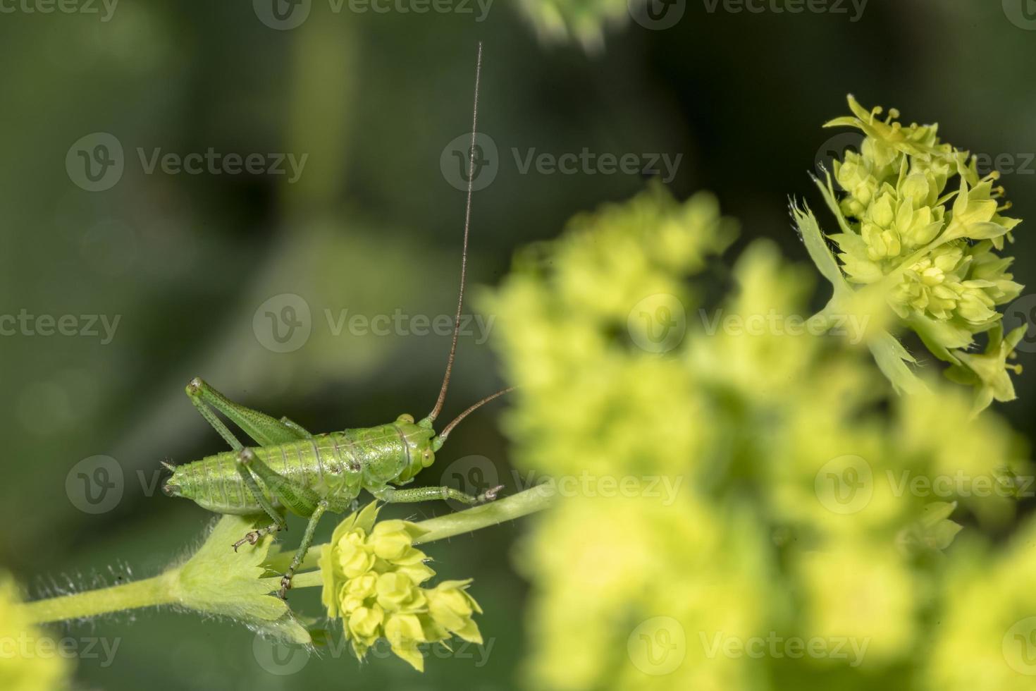 Colorful grasshopper sits on a leaf against a blurred background photo