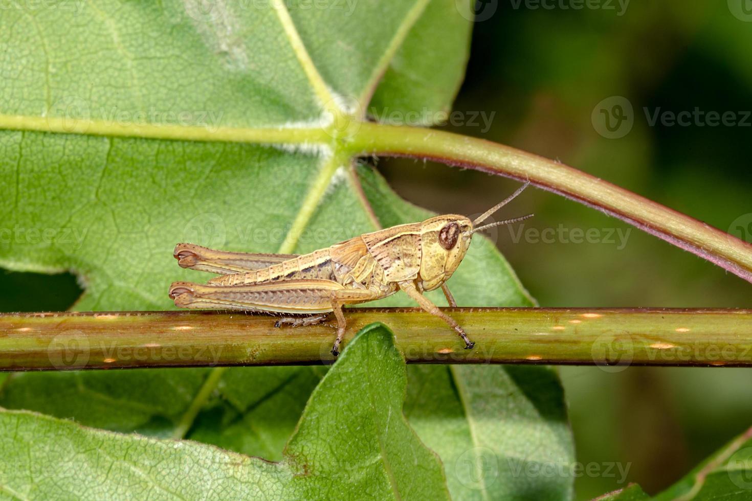 Saltamontes colorido se asienta sobre una hoja contra un fondo borroso foto