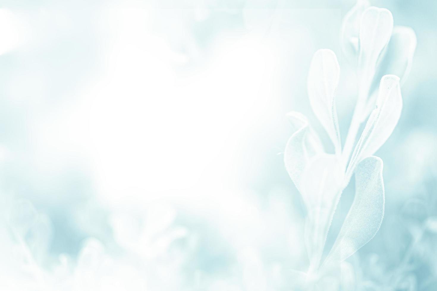 Blue green beautiful spring flower bloom branch background with free copy space for greeting card or environment cover page, template, web banner and header. photo