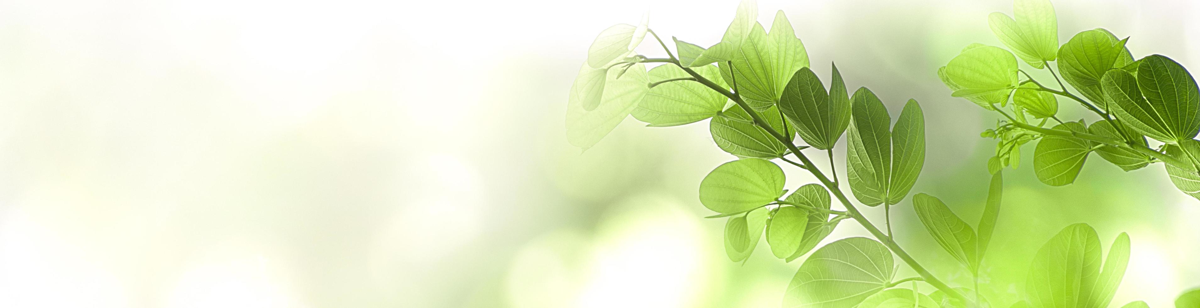 Nature green tree fresh leaf on beautiful blurred soft bokeh sunlight background with free copy space, spring summer or environment cover page, template, web banner and header. photo