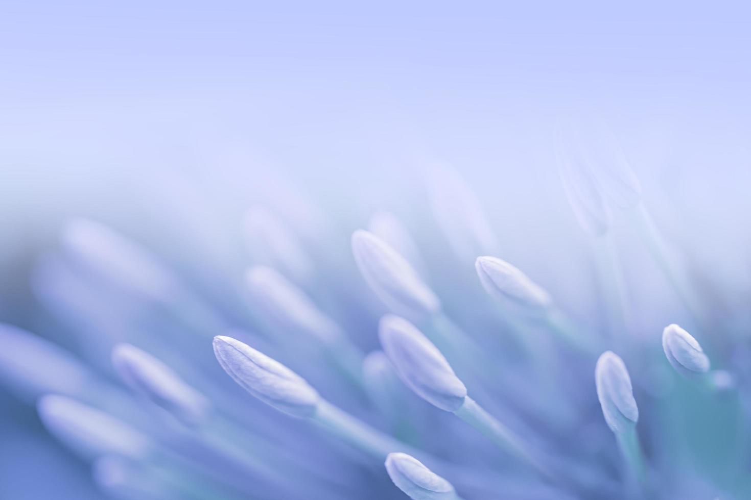 Fondo de rama de flor de primavera hermosa azul violeta con espacio de copia libre para tarjeta de felicitación o portada ambiental, plantilla, banner web y encabezado. foto