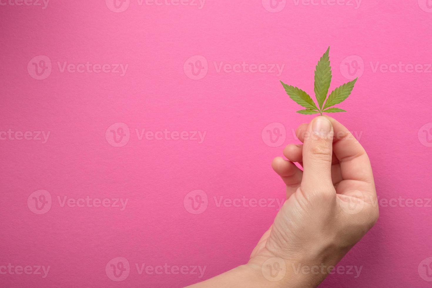 female hand holding cannabis leaf on pink background copy space, marijuana skin care photo