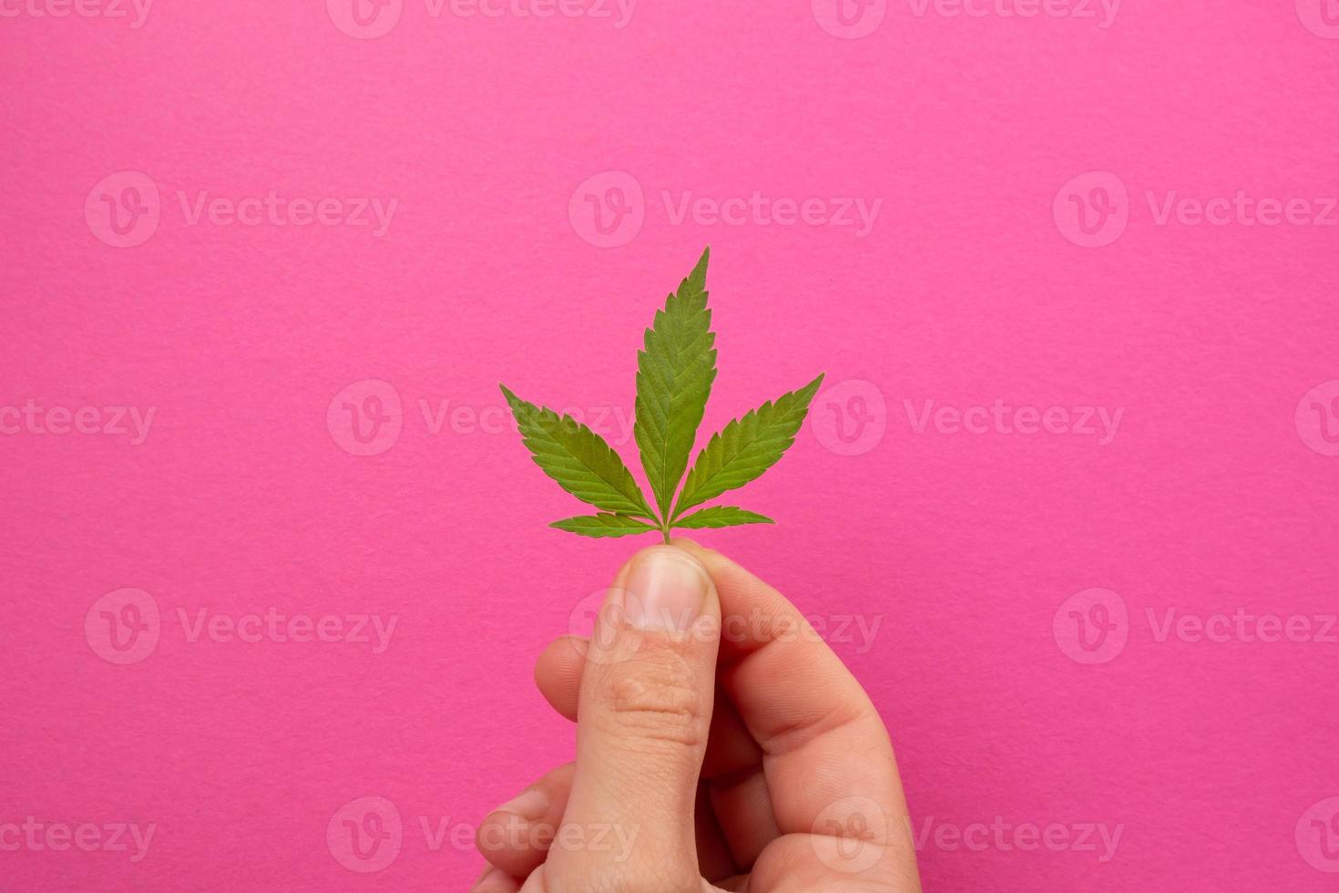 pequeña hoja de cannabis en las manos sobre un fondo rosa, cuidado de la piel de belleza con extracto de cáñamo foto