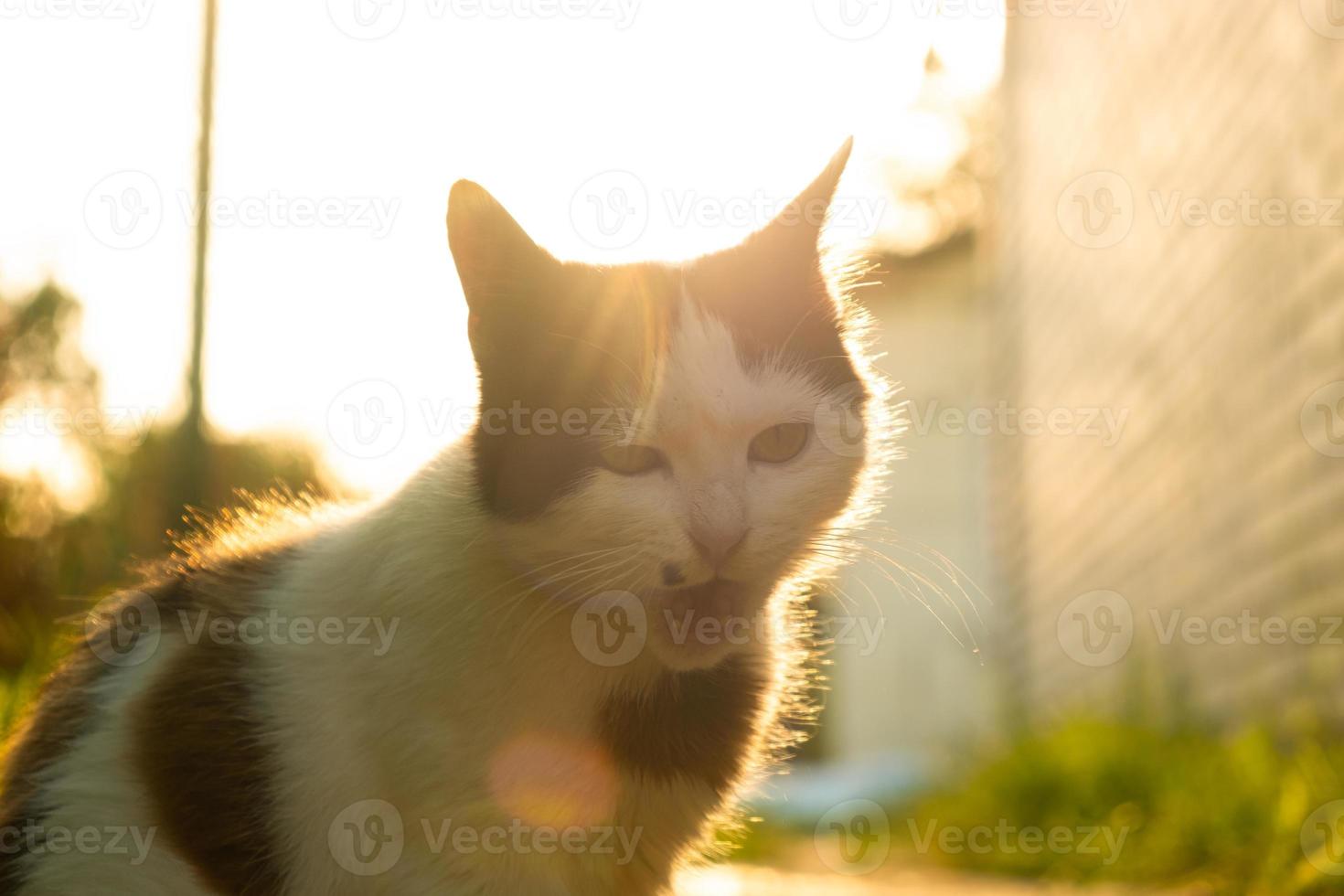 extraño gato con la boca abierta en el sol de cerca foto