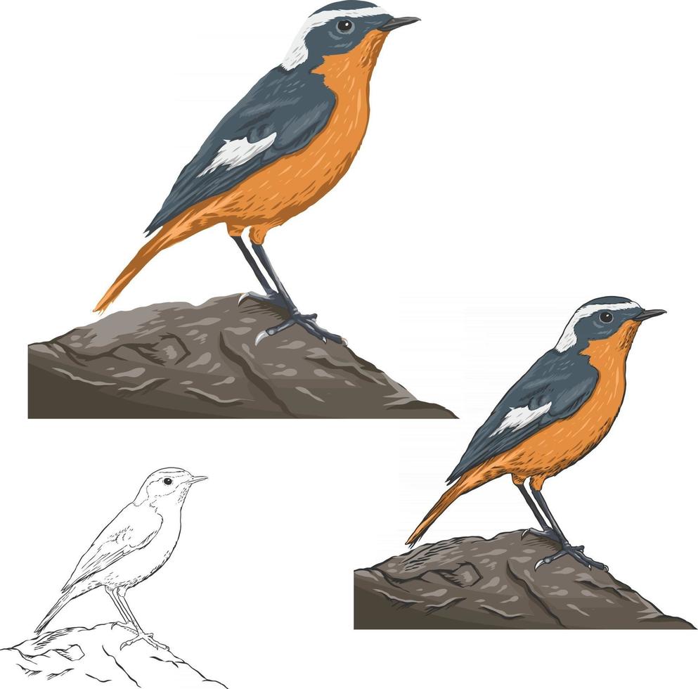 arte vectorial de aves vector