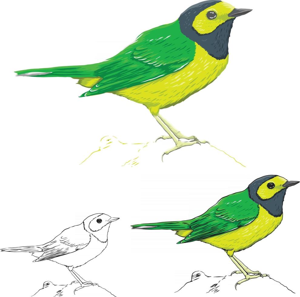 arte vectorial de aves vector