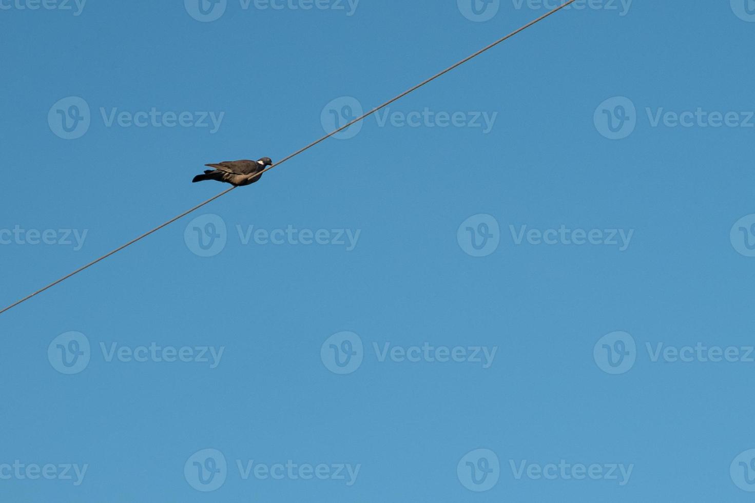 Paloma en un alambre contra el cielo con espacio de copia foto