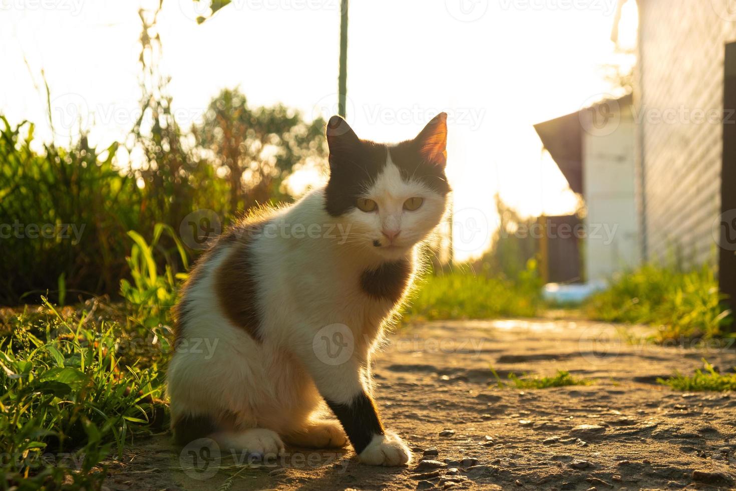 hermoso gatito tomando el sol en la mañana los rayos del sol de verano foto