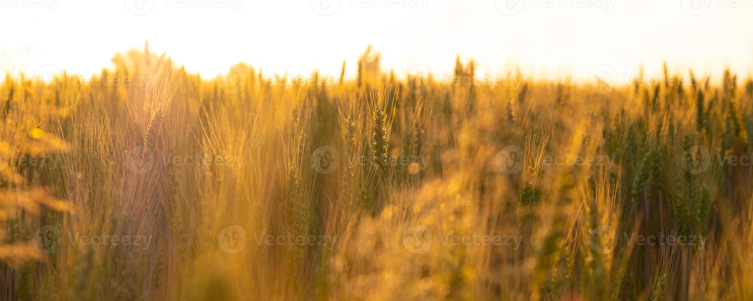 wheat field in the rays morning sun, spikelets in orange warm light dawn photo