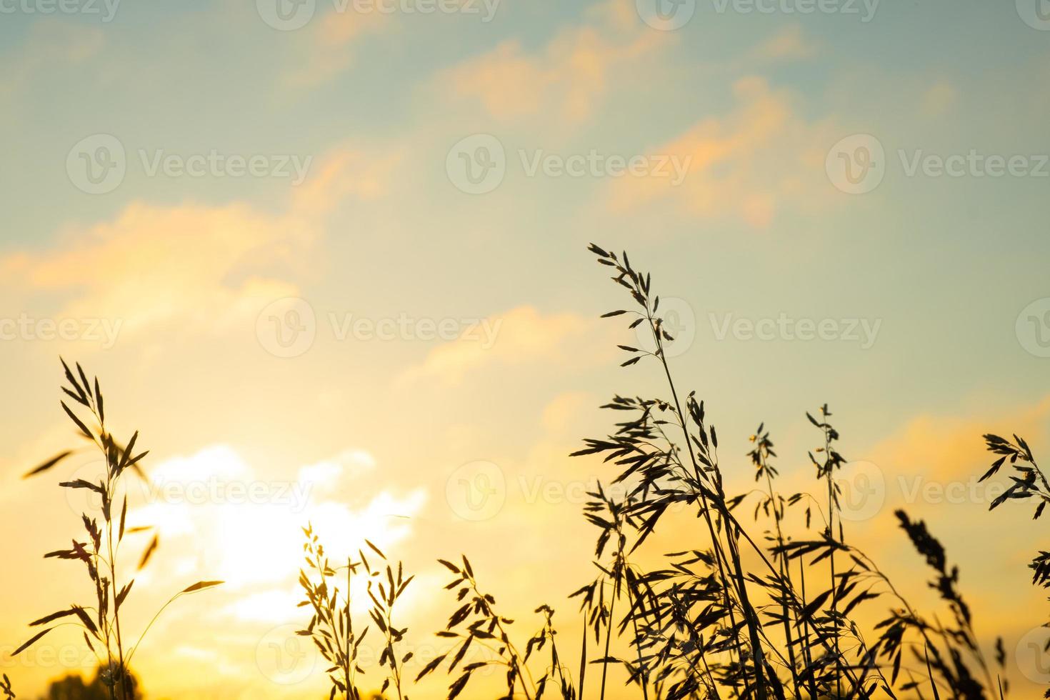 campo de hierba contra el cielo naranja al amanecer, paisaje con cielo de la mañana de verano foto