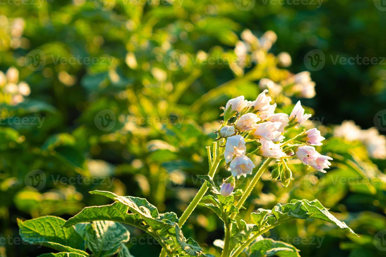 Floración de la planta de patata verde en el campo, planta de temporada foto